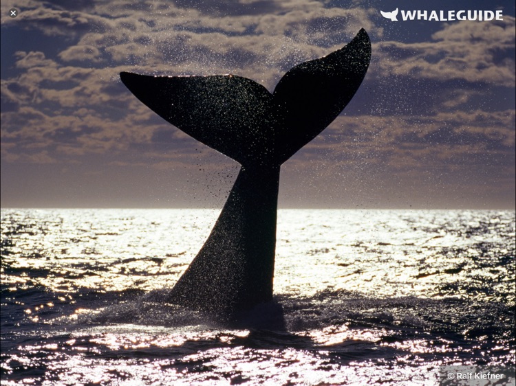 WhaleGuide for iPad screenshot-3