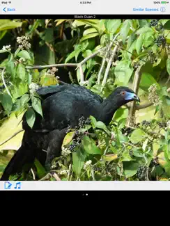 Costa Rica Birds Basic iPad image 2