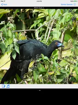 Costa Rica Birds Basic screenshot 6