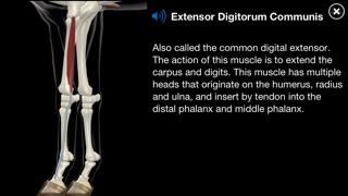 Horse Anatomy: Equine 3Dのおすすめ画像5