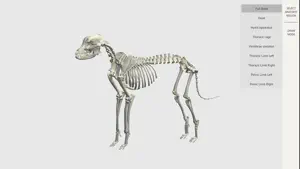 Dog Skeleton 3D Atlas screenshot 1