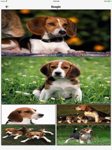 Dog Breeds HD Wallpapersのおすすめ画像4