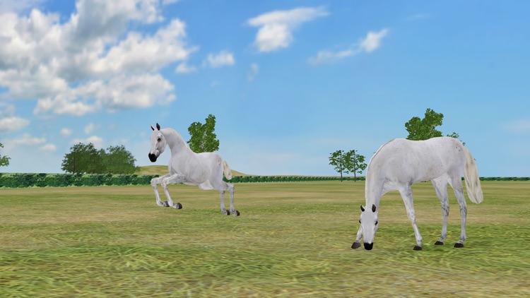 Jumpy Horse Breeding