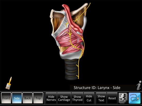 Screenshot #6 pour Larynx ID