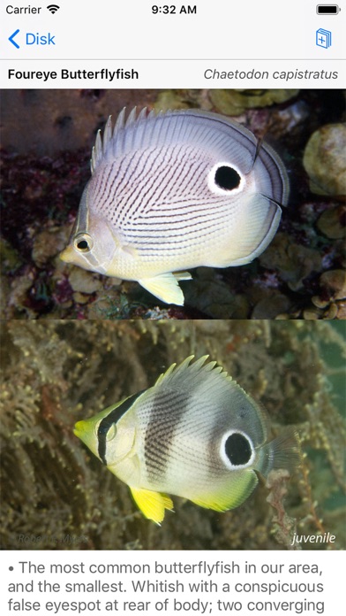 Easy Fish ID Caribbean Screenshot