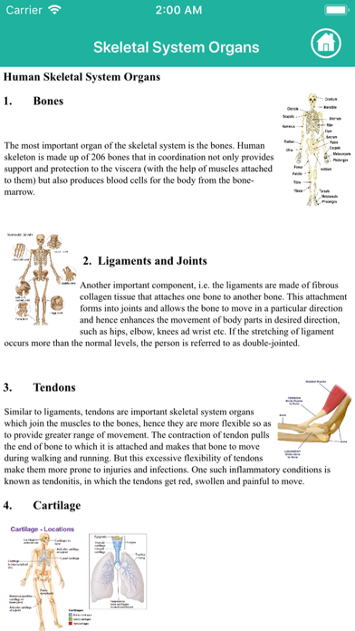 Human Anatomy : Skeletal System Screenshot 7