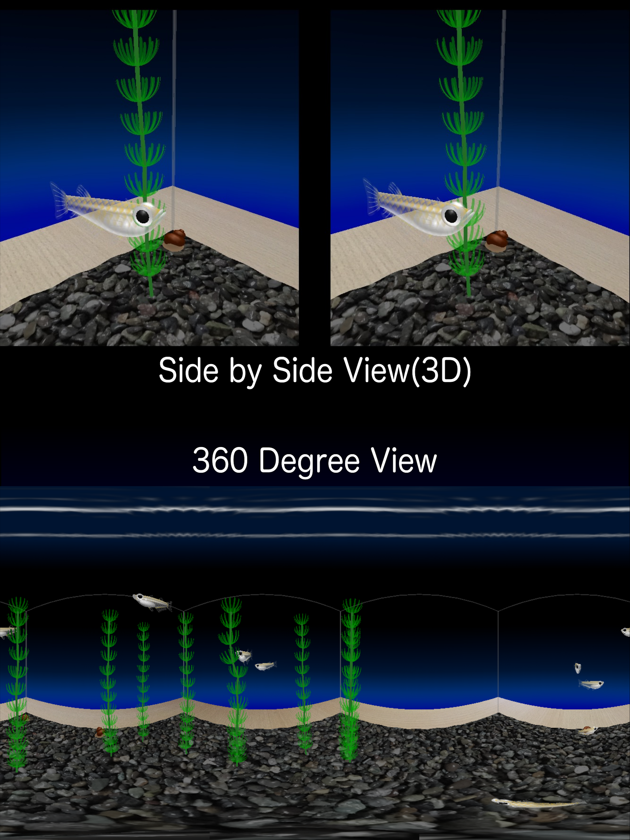 Rice Fish AR/VR