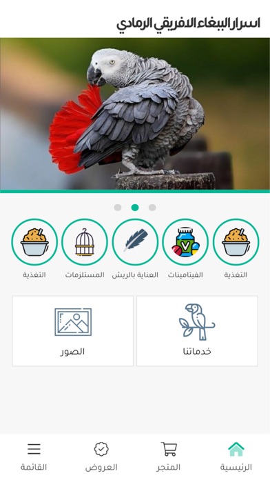 اسرار الببغاء الافريقي الرمادي Screenshot