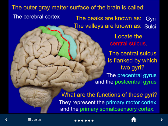 Screenshot #5 pour Neuroanatomy - SecondLook