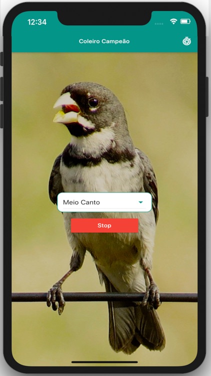 Coleiro Fibra Campeão