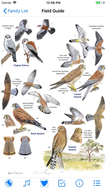 Roberts Bird Guide 2