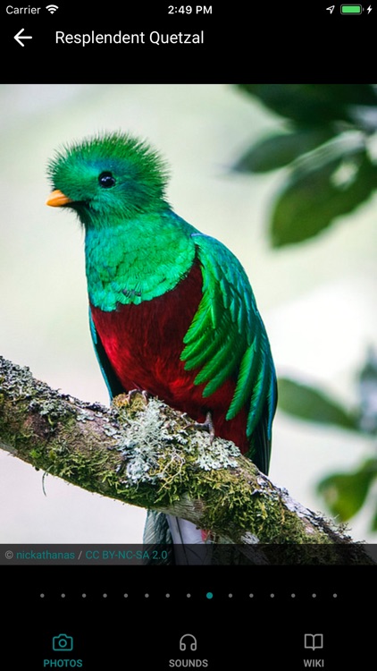 GoBird - Guide to Nearby Birds screenshot-3