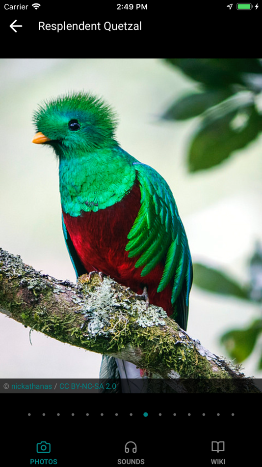 #4. GoBird - Guide to Nearby Birds (iOS) 由: Tony Gentilcore