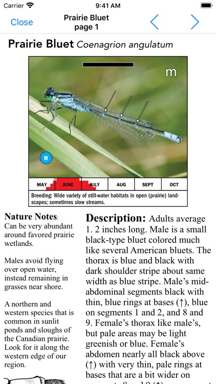 Damselflies of MN, WI, & MI screenshot-3