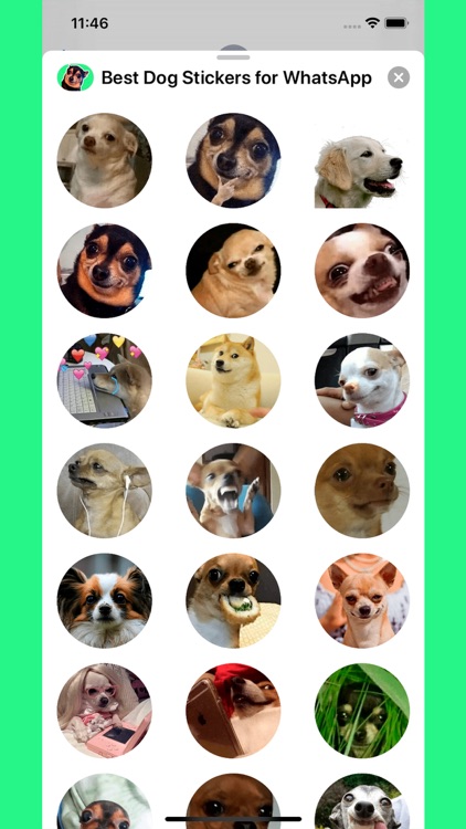 Best Dog Stickers for WhatsApp by ayoub bouya