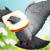 Flying Bird Pigeon Games icon