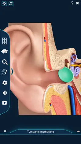 Game screenshot My Ear Anatomy mod apk
