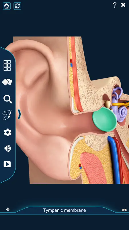 My Ear Anatomy screenshot 1 of 9