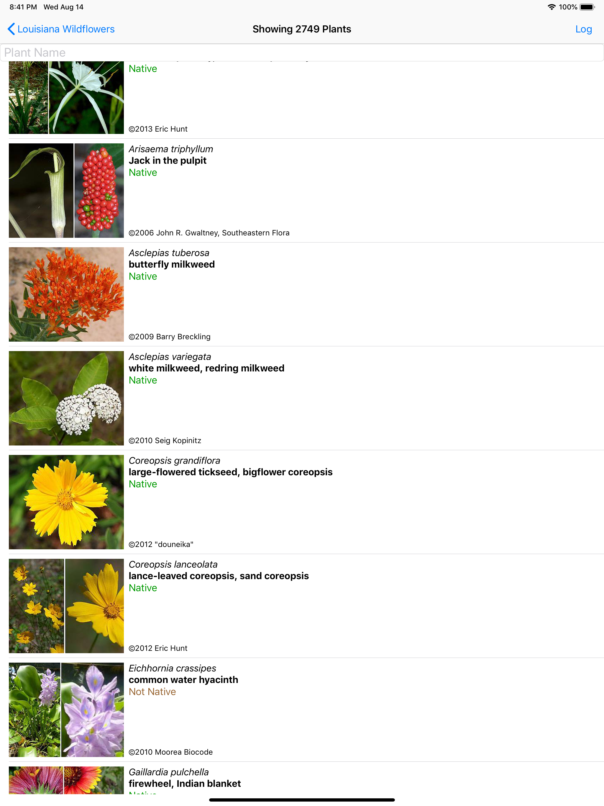 Louisiana Wildflowers