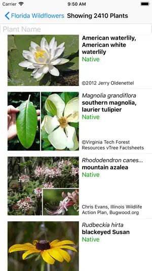 Florida Wildflowers screenshot 2