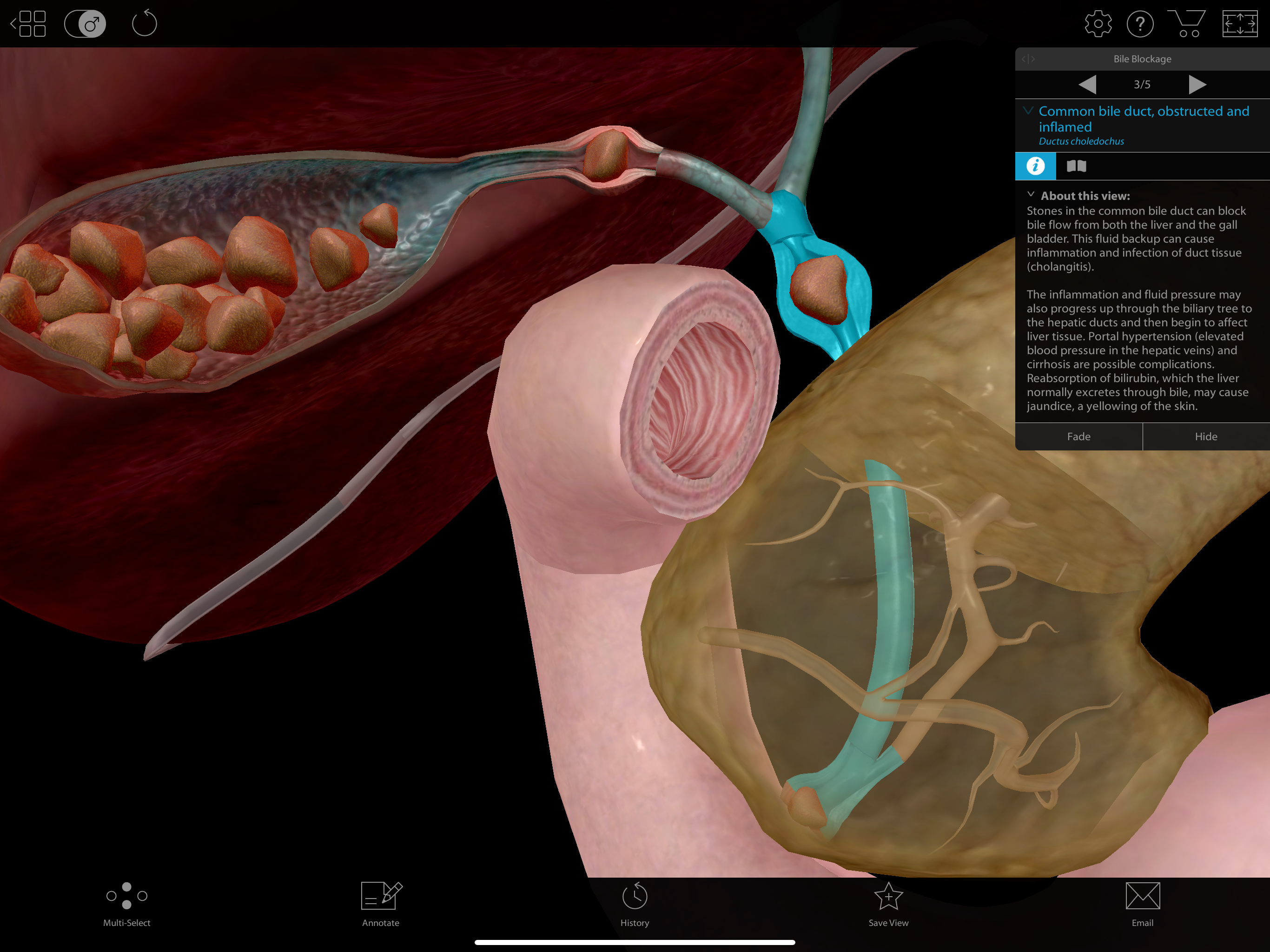 Physiology & Pathology