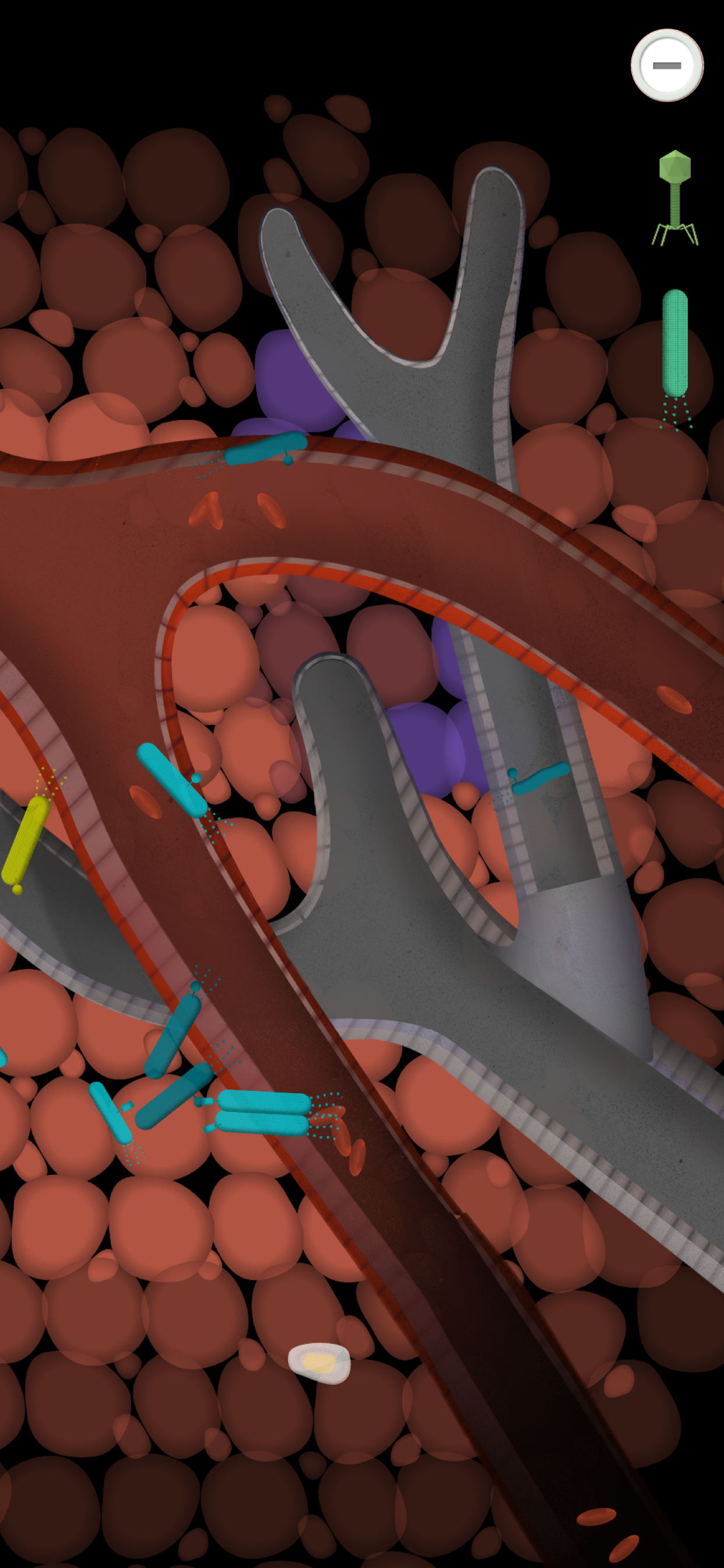 The Human Body Lite