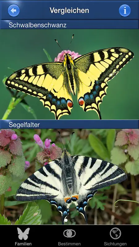 Schmetterling Id - Tagfalter screenshot 2 of 10