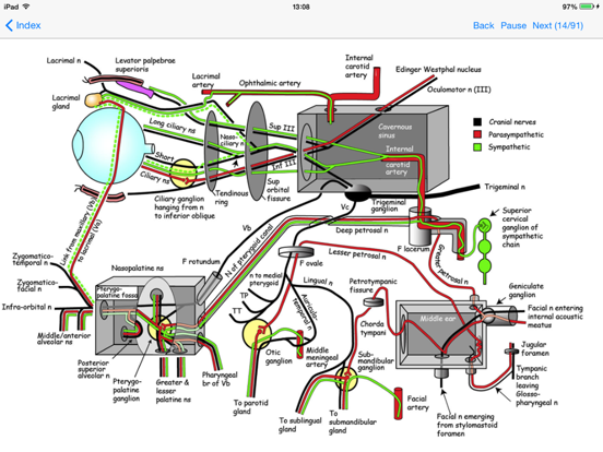 Anatomy Topics in Focus iPad screenshot 4 - Medical app