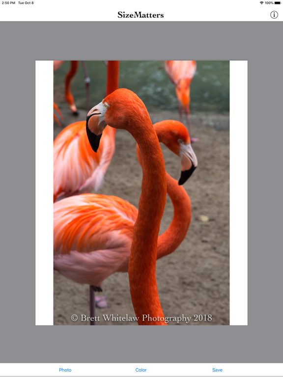 Screenshot #5 pour SizeMatters - No Crop Resizing