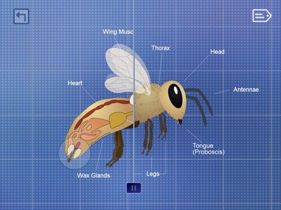 Screenshot #5 pour Life of a Bee