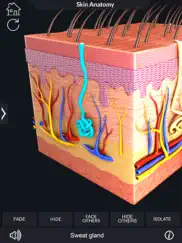 my skin anatomy ipad resimleri 4