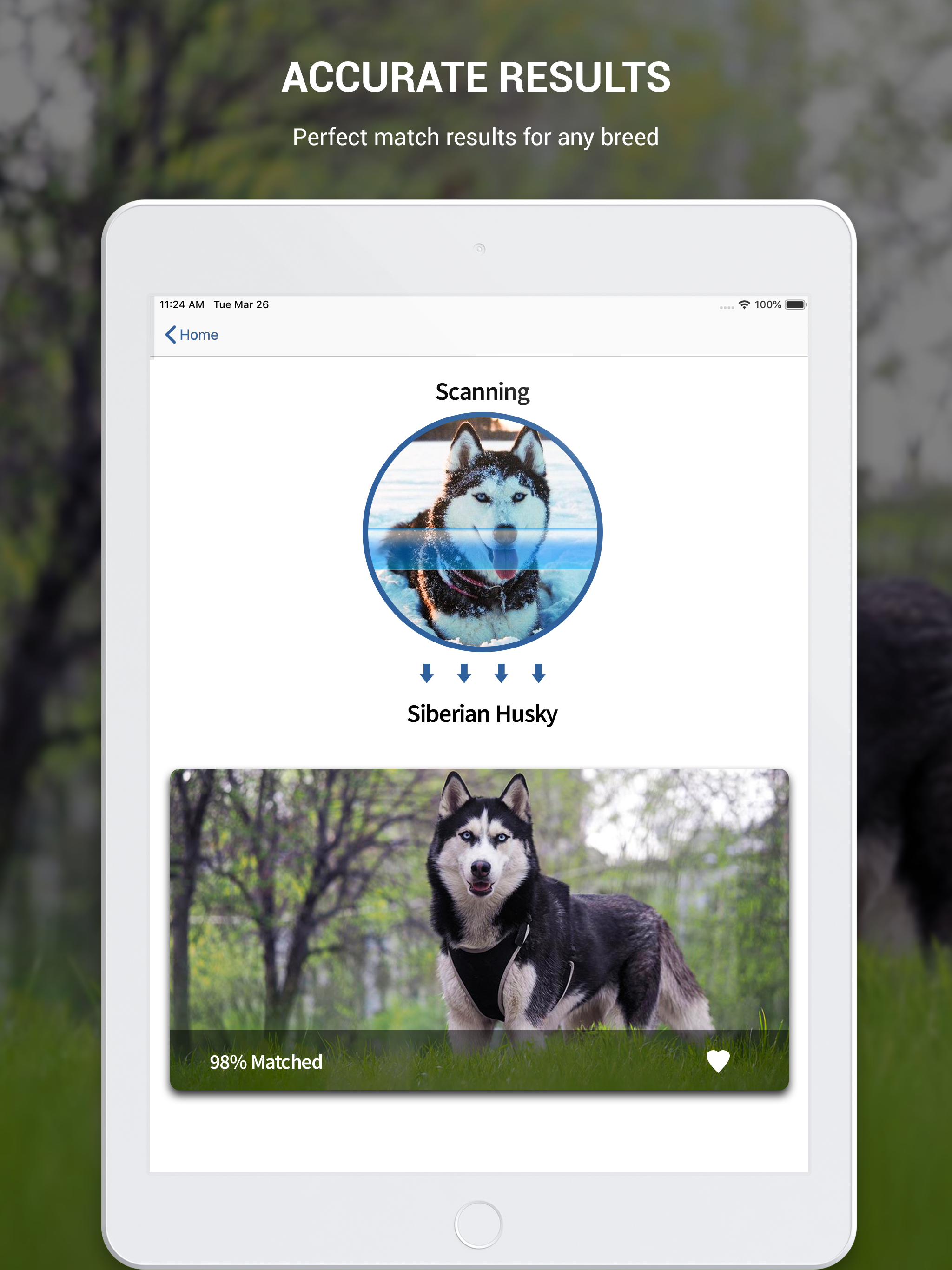 Dog Book: Breed Identifier