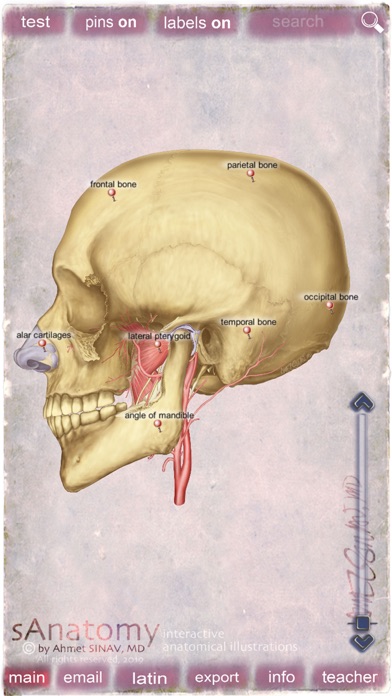 sAnatomy_Face screenshot 4