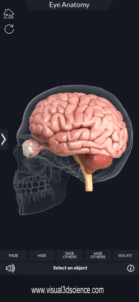 My Eye Anatomy