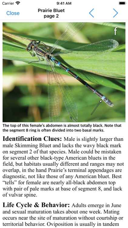 Damselflies of MN, WI, & MI screenshot-4