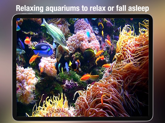 Screenshot #2 for Aquarium Live - Real Fish Tank