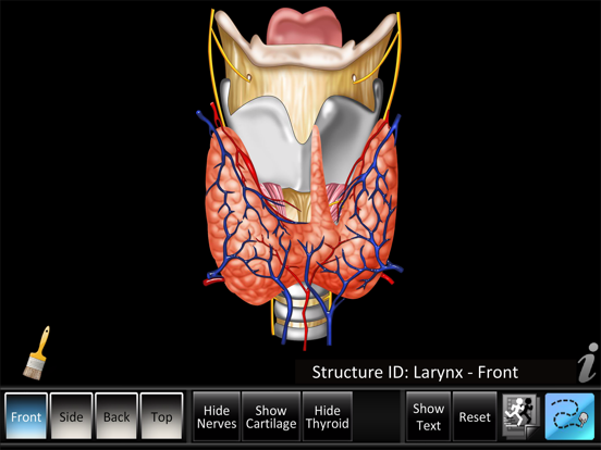 Screenshot #5 pour Larynx ID