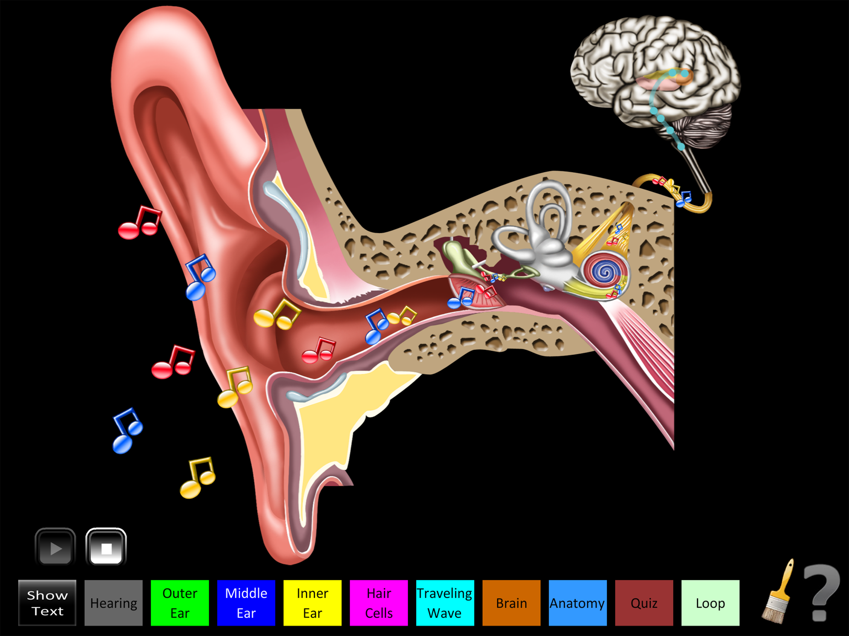 Hearing Anatomy screenshot 6
