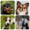 Icon Dog Breeds Quiz - Dog Games