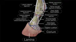 Game screenshot Horse Anatomy: Equine 3D apk