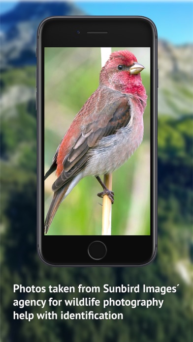 Birds of CH -Photo Guide Screenshot