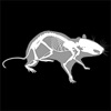 3D Rat Anatomy icon