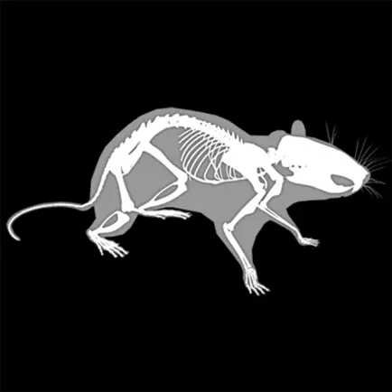 3D Rat Anatomy Cheats