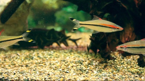 Screenshot #4 for Deap Sea Aquarium 4K