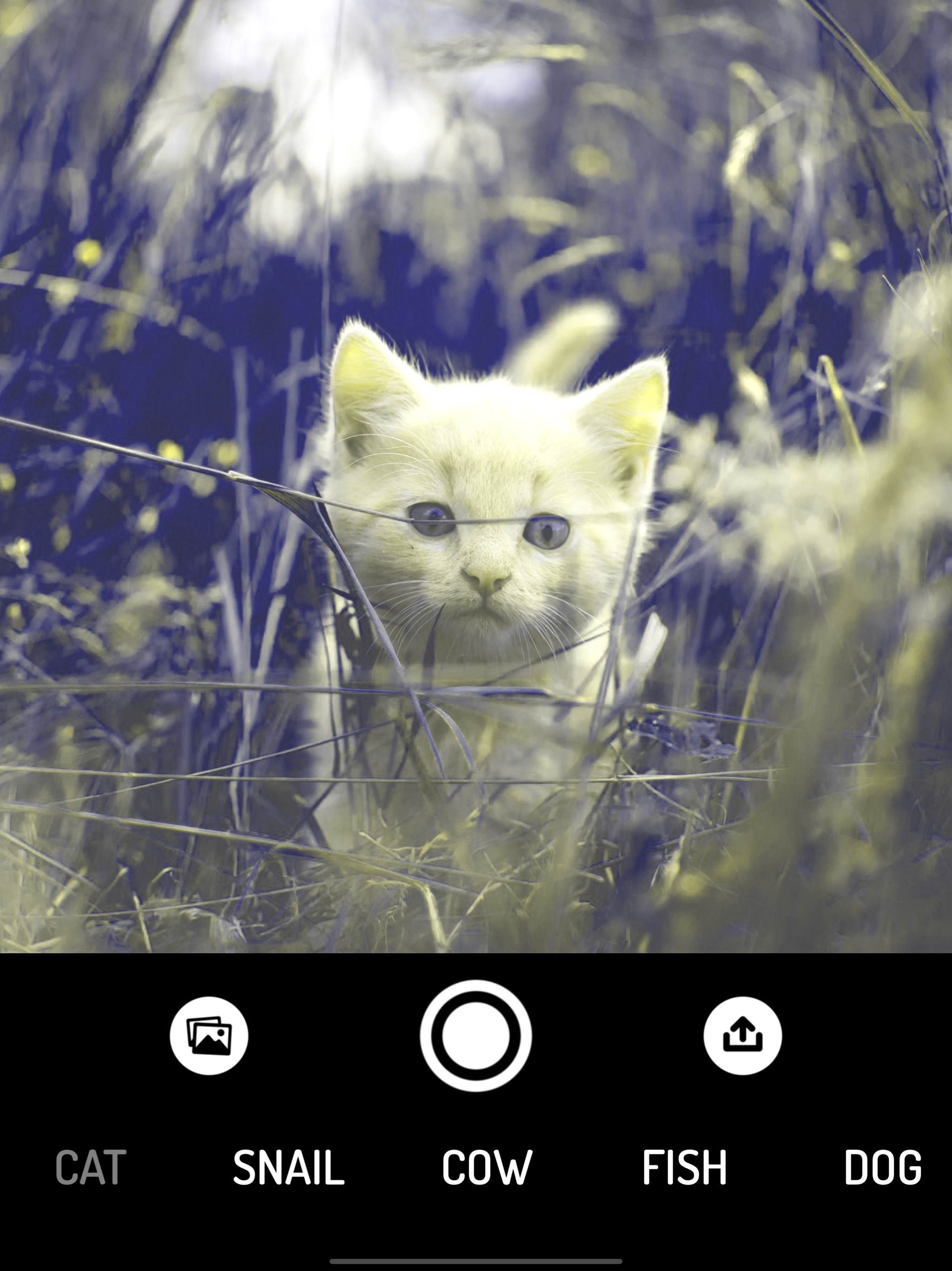 How do Animals see? - Camera