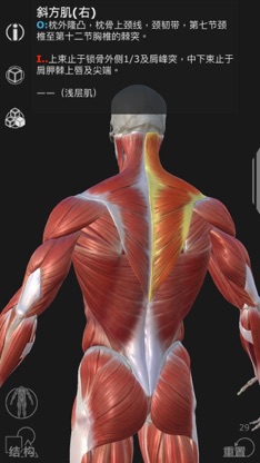 Artist's Anatomy screenshot 3