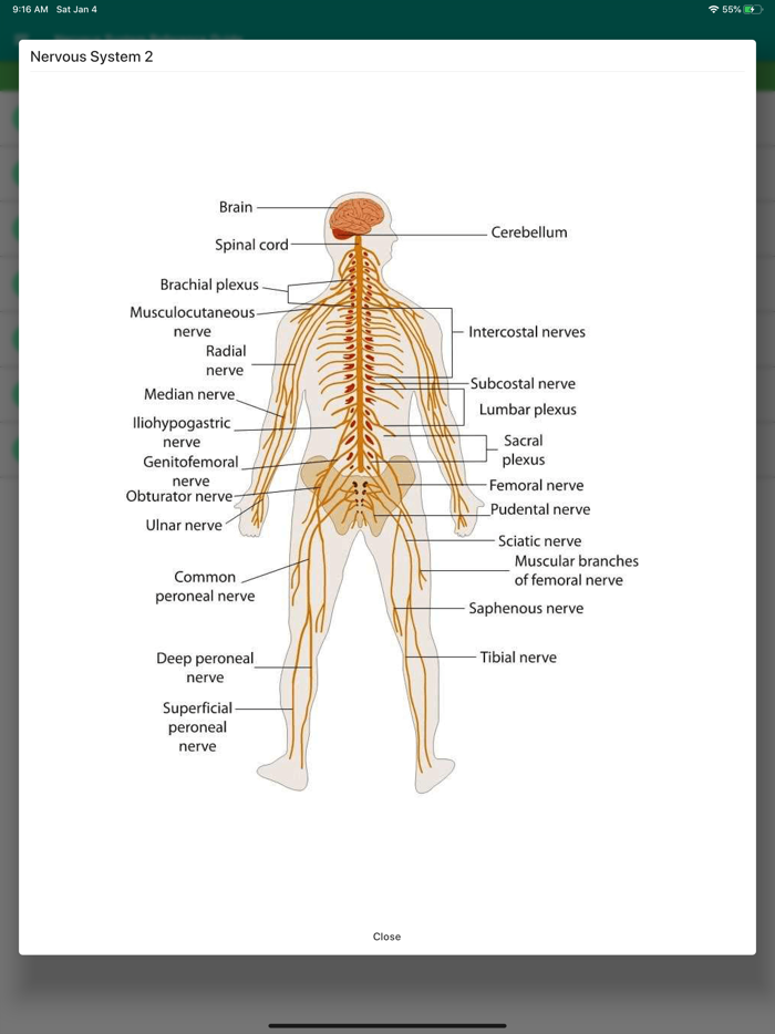 Nervous System Reference Guide