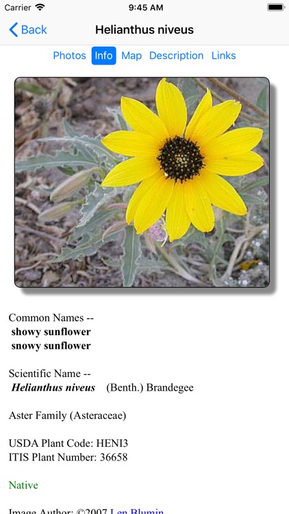 Northern Mexico Wildflowers