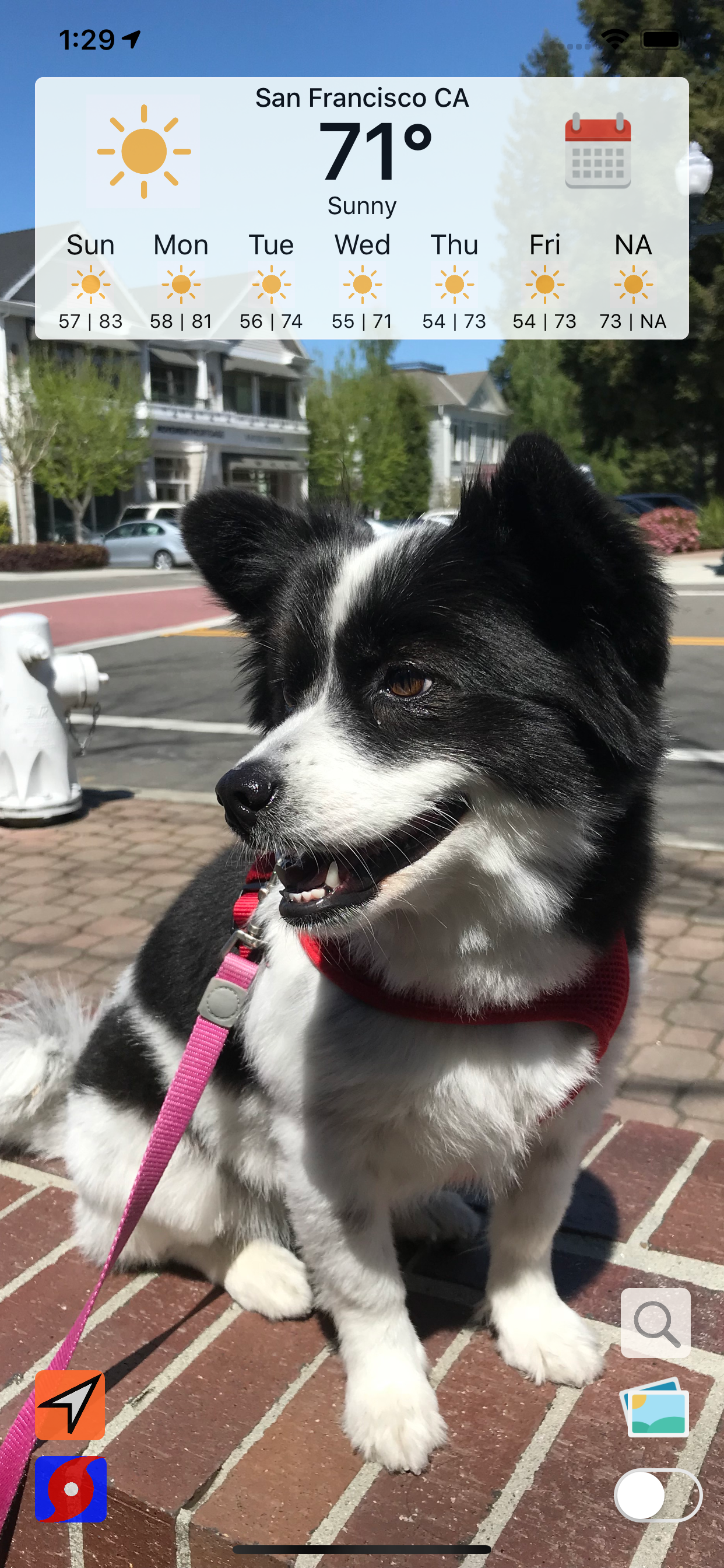 Hurricane Tracker Weather Pup