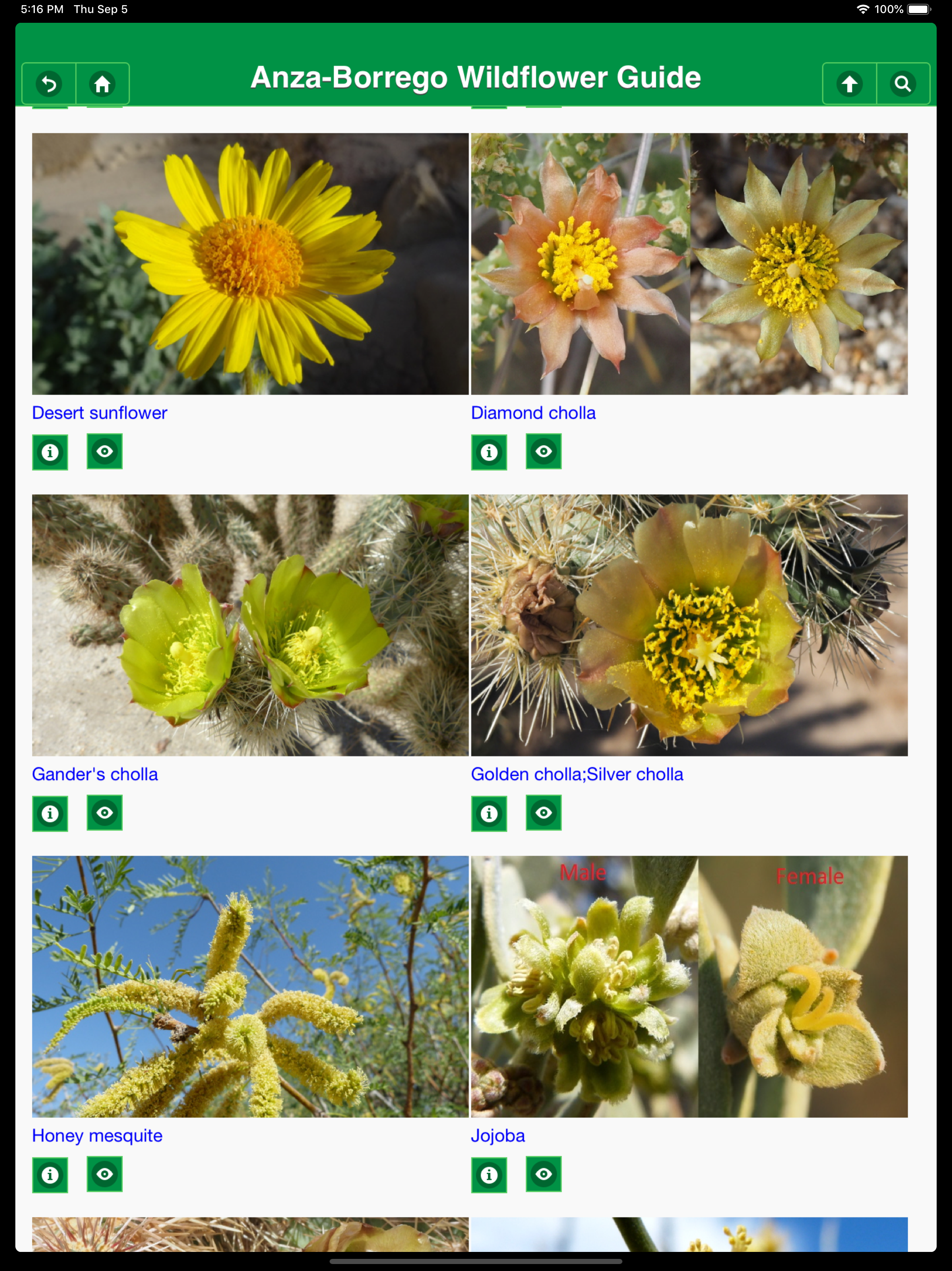 Anza-Borrego Wildflowers Lite screenshot 7